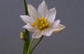 Pote flores Tulip planta herbácea, Tulipa branco