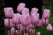 Pote flores Tulip planta herbácea, Tulipa rosa