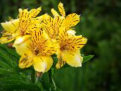 Pokojowe Kwiaty Alstroemeria trawiaste żółty
