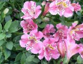 Kambarines gėles Peru Lelija žolinis augalas, Alstroemeria rožinis