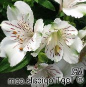 Sisäkukat Perun Lilja ruohokasvi, Alstroemeria valkoinen