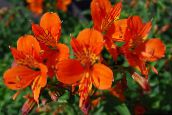 Pot Bloemen Peruviaanse Lelie kruidachtige plant, Alstroemeria oranje