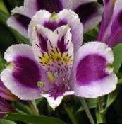 Saksı çiçekleri Perulu Zambak otsu bir bitkidir, Alstroemeria leylak