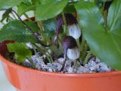 Интериорни цветове Мишката Опашката За Растителна тревисто, Arisarum proboscideum винен