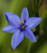 des fleurs en pot Lys De Maïs Bleu herbeux, Aristea ecklonii blanc