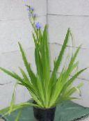 Pot Flowers Blue Corn lily herbaceous plant, Aristea ecklonii light blue