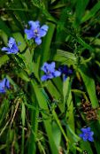 Kambarines gėles Mėlyna Kukurūzų Lelija žolinis augalas, Aristea ecklonii šviesiai mėlynas