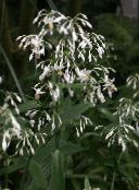 Unutarnja Cvjetovi Renga Ljiljana, Rock-Ljiljan zeljasta biljka, Arthropodium bijela