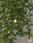 Sisäkukat Keski-Amerikan Campanulaceae amppelikasvit, Codonanthe valkoinen