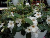 Sisäkukat Keski-Amerikan Campanulaceae amppelikasvit, Codonanthe valkoinen