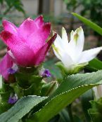 Kurkuma Lágyszárú Növény (rózsaszín)