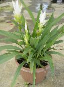 des fleurs en pot Curcuma herbeux blanc