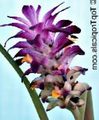 Kambarines gėles Kurkuma žolinis augalas, Curcuma violetinė