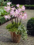 Pot Flowers Belladonna Lily, March Lily, Naked Lady herbaceous plant, Amaryllis white