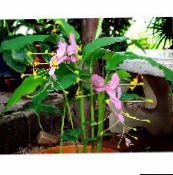 Pot Bloemen Dansende Dame kruidachtige plant, Globba roze