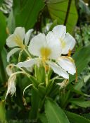 Pot Flowers Hedychium, Butterfly Ginger herbaceous plant white