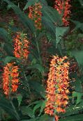Podu Ziedi Hedychium, Tauriņš Ingvers zālaugu augs sarkans