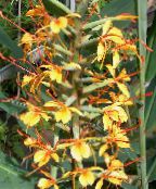 Pot Flowers Hedychium, Butterfly Ginger herbaceous plant orange