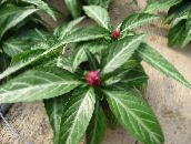 Porphyrocoma Lágyszárú Növény (rózsaszín)