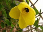 Pot Virágok Orchidea Fa, Bauhinia sárga