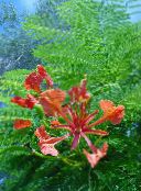des fleurs en pot Poinciana Royale, Flamboyant des arbres, Delonix regia rouge