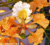 Pokojové květiny Královský Poinciana, Nádherný Strom, Delonix regia oranžový