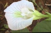Pot Bloemen Vlinder Erwt liaan, Clitoria ternatea wit
