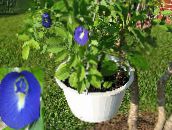 Pot Flowers Butterfly Pea liana, Clitoria ternatea dark blue