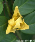Flores de salón Mitrephora arboles, Mitrephora vandaeflora amarillo