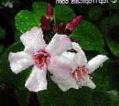 Strophanthus Liane (rosa)