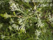 Oală Flori Grevillea arbust, Grevillea sp. alb