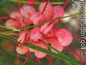 des fleurs en pot Grevillea des arbustes, Grevillea sp. rouge