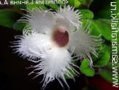 Saksı çiçekleri Alsobia asılı bitki beyaz