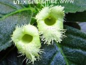 Flores de salón Alsobia colgantes verde