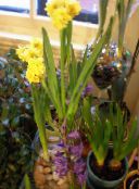Pote flores Amaryllis planta herbácea, Hippeastrum amarelo
