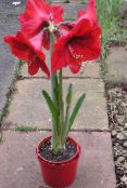 Pot Blomster Amaryllis urteaktig plante, Hippeastrum rød