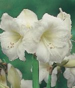 Pote flores Amaryllis planta herbácea, Hippeastrum branco