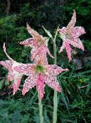 des fleurs en pot Amaryllis herbeux, Hippeastrum rose