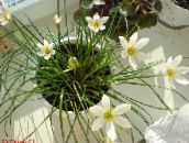 Pot Virágok Eső Liliom,  lágyszárú növény, Zephyranthes fehér