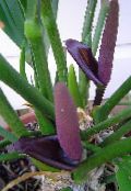 Комнатные цветы Антуриум травянистые, Anthurium фиолетовый