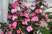 Krukblommor Magiska Blomma, Mutter Orkidé ampelväxter, Achimenes rosa