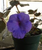 Topfblumen Magischen Blume, Nuss Orchidee ampelen, Achimenes blau