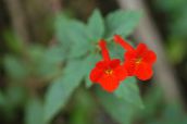 Sihirli Çiçek, Fındık Orkide Asılı Bitki (kırmızı)