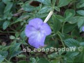 Magic Flower, Nut Orchid Pendurado Planta (luz azul)