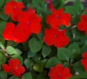 Φυτό Υπομονή, Βάλσαμο, Κόσμημα Ζιζανίων, Απασχολημένος Lizzie Ποώδη (κόκκινος)