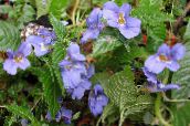 Pot Flowers Patience Plant, Balsam, Jewel Weed, Busy Lizzie, Impatiens light blue