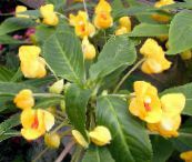 Geduld Pflanze, Balsam, Juwel Unkraut, Busy Lizzie Grasig (gelb)