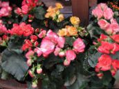 Затворене Цветови Бегонија травната, Begonia розе