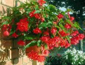 Flores de salón Begonia herbáceas rojo