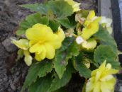 Podu Ziedi Begonija zālaugu augs, Begonia dzeltens